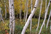 Stand Of White Birch Trees by Panoramic Images