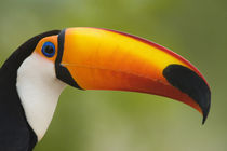 Close-up of a Toco toucan (Ramphastos toco) by Panoramic Images