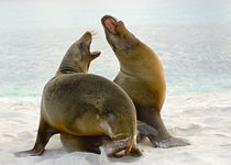 Two Galapagos sea lions (Zalophus wollebaeki) on the beach von Panoramic Images