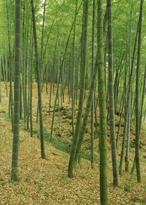 Bamboo trees in a forest, Fukuoka, Kyushu, Japan von Panoramic Images