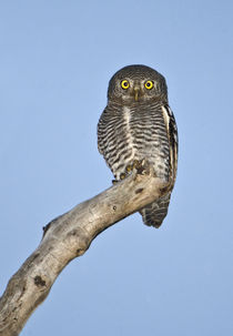 Owlet perching on a tree von Panoramic Images