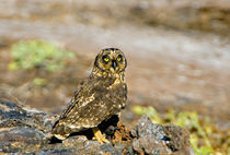 Close-up of a Short-Eared owl  by Panoramic Images