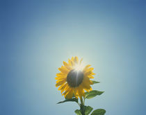 Low angle view of a Sunflower (Helianthus annuus) von Panoramic Images