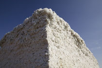 Low angle view of a heap of cotton, Wellington, Texas, USA by Panoramic Images