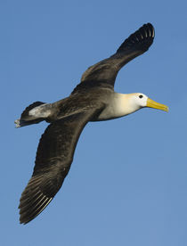 Waved albatross (Diomedea irrorata) flying in the sky by Panoramic Images