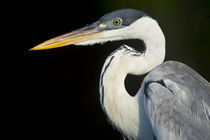 Close-up of a White-Necked heron (Ardea pacifica) von Panoramic Images
