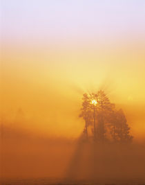 Sunrise through Ponderosa Pines by Panoramic Images