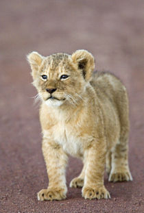 Close-up of a lion cub standing by Panoramic Images