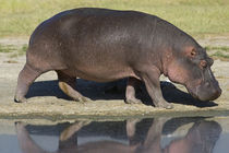 Side profile of a hippopotamus walking by Panoramic Images