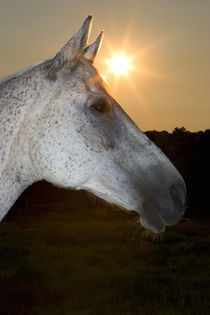 Sunstar Behind Horse von Panoramic Images