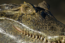 Yacare caiman (Caiman crocodilus yacare) von Panoramic Images