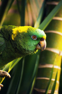 Yellow-naped amazon parrot on perch, portrait profile, Roatan, Honduras. von Panoramic Images