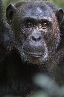 Close-up of a chimpanzee (Pan troglodytes), Kibale National Park, Uganda von Panoramic Images