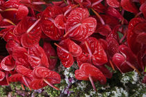 Close-up of Flamingo flowers (Anthurium andraeanum) in a flower market by Panoramic Images