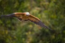 Black-Collared hawk (Busarellus nigricollis) in flight von Panoramic Images