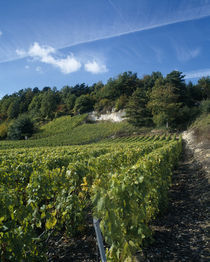 Vineyard on a landscape, Ay, Champagne, France by Panoramic Images