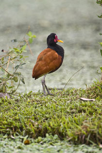 Wattled jacana (Jacana jacana) on grass by Panoramic Images