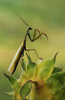 Praying mantis perched on flower blossom, Canada. von Panoramic Images