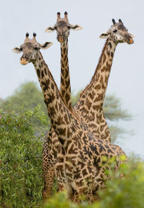 Three Masai giraffe standing in a forest von Panoramic Images