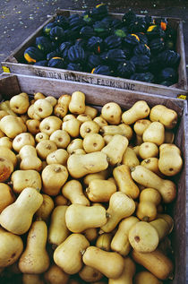High angle view of bins of harvested butternut and acorn squash, New York, USA. von Panoramic Images