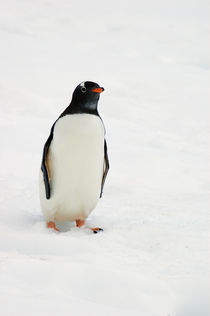One gentoo penguin walking in snow, Antarctica. by Panoramic Images