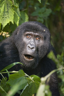 Close-up of a Mountain gorilla (Gorilla beringei beringei) von Panoramic Images