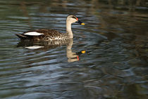 Spot-Billed duck (Anas poecilorhyncha) swimming in a lake von Panoramic Images