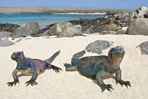 Two Marine iguanas (Amblyrhynchus cristatus) on sand, Galapagos Islands, Ecuador von Panoramic Images