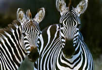 Zebras Africa von Panoramic Images