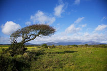 Windswept Tree and Comeragh Mountains, County Waterford, Ireland von Panoramic Images