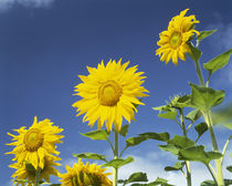 Close-up of sunflowers (Helianthus annuus), Japan von Panoramic Images