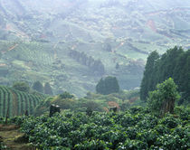 High angle view of coffee plants at the hillside, Costa Rica von Panoramic Images