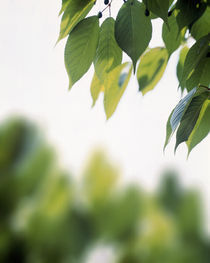 Green leaves on branch with blurry trees by Panoramic Images