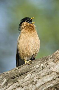 Close-up of a Brahminy Starling (Sturnia pagodarum) calling on a tree by Panoramic Images