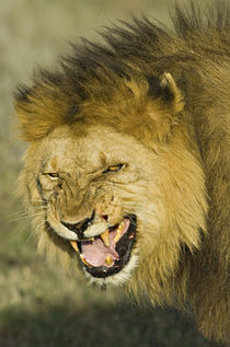 Close-up of a lion snarling von Panoramic Images