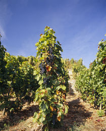 Grape vines in a vineyard von Panoramic Images
