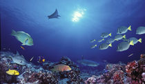 School of fish swimming near a reef, Galapagos Islands, Ecuador von Panoramic Images