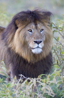 Close-up of a Black maned lion von Panoramic Images