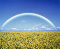 Rainbow spans over a field of yellow flowers von Panoramic Images