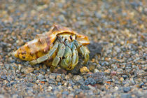 Close-up of a Hermit crab (Coenobita clypeatus), Galapagos Islands, Ecuador von Panoramic Images