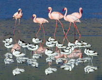 Avocets and flamingos standing in water by Panoramic Images