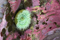 Green Anemone Among Colorful Coral von Panoramic Images