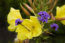 Verbena Bonariensis and Evening Primrose, Ireland by Panoramic Images