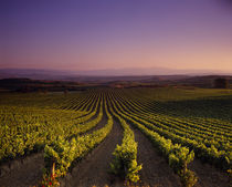 Vineyard on a landscape at dusk by Panoramic Images