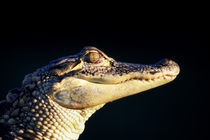 American alligator (Alligator mississipiensis) by Panoramic Images