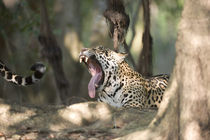 Jaguar (Panthera onca) yawning in a forest by Panoramic Images