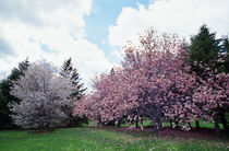 Blooming star and saucer magnolia trees, New York, USA. von Panoramic Images