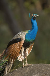 Close-up of a peacock by Panoramic Images