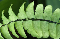 Maidenhair fern frond detail (Adiantum pedatum). by Panoramic Images