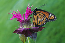 Viceroy butterfly (Limenitis archippus) on bee balm flower blossom by Panoramic Images